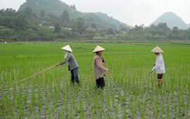 Bắc Ninh tập trung chăm sóc tốt lúa xuân